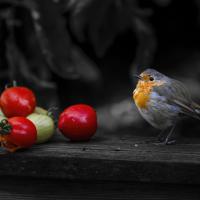 Oct 13 : Philippe DUVAL