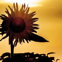 Oct 18 : Philippe DUVAL