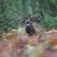 Oct 22 : Philippe CUMONT