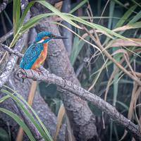 Nov 04 : Jean Louis GARREAU