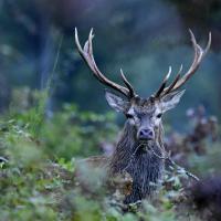 Nov 22 : Philippe CUMONT