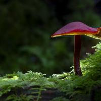 Nov 25 : Philippe DUVAL