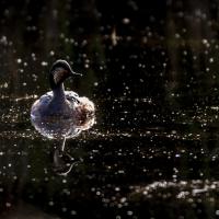 Dec 11 : Philippe DUVAL