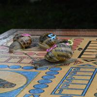 Dec 29 : France COTONNEC