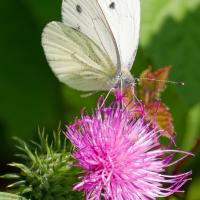 Dec 31 : Emmanuel ALANVERT