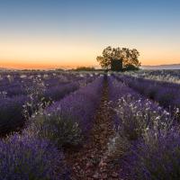 Dec 51 : Catherine BOURGEOIS