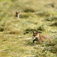 Jan 28 : Philippe CUMONT