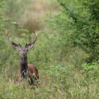Jan 35 : Philippe CUMONT