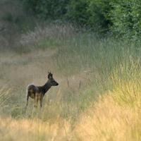 Jan 42 : Philippe CUMONT