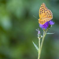 Jan 53 : Catherine BOURGEOIS