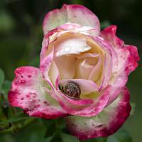 Mar 11 : Aurélie PILARD