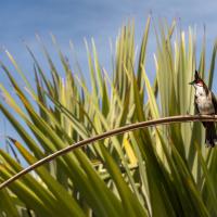 Mar 26 : Emmanuel ALANVERT