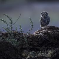 Mar 31 : Philippe DUVAL