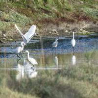 Mar 05 : Jean Alliot