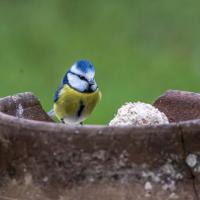 Mar 40 : Jean Alliot