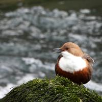 avril 29 : Philippe CUMONT