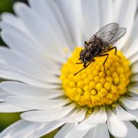 avril 33 : Emmanuel ALANVERT