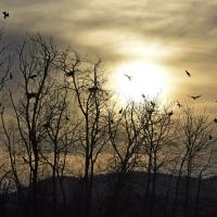 avril 73 : Syvlie CUMONT