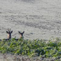 avril 28 : Philippe CUMONT