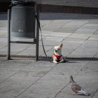 avril 39 : Jean Louis GARREAU