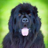 avril 48 : Paul ROUSSY