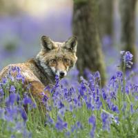 01 mai : Philippe DUVAL