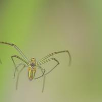 08 mai : Emmanuel ALANVERT