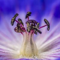 12 mai : Emmanuel ALANVERT