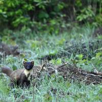 14 mai : Philippe CUMONT