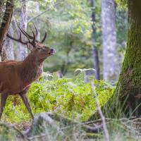 16 mai : Catherine BOURGEOIS