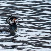 19 mai : Emmanuel ALANVERT