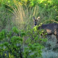 26 mai : Philippe CUMONT