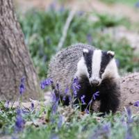 46 mai : Philippe DUVAL