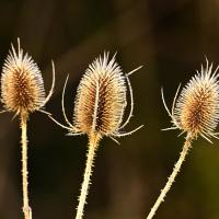 04 mai : Philippe CUMONT