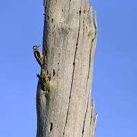 20 mai : Philippe CUMONT