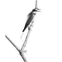 35 mai : Catherine BOURGEOIS