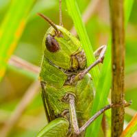 37 mai : Emmanuel ALANVERT