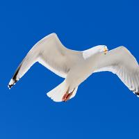 40 mai : Paul ROUSSY