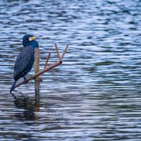 juin 07 : Emmanuel ALANVERT