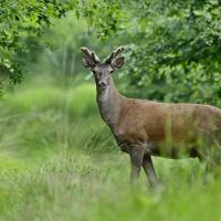 juin 24 : Philippe CUMONT