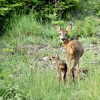 juin 34 : Philippe CUMONT