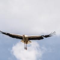 juin 54 : Jean ALLIOT