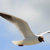 juin 03 : France COTONNEC