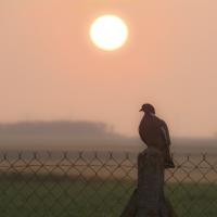 juin 05 : Monique NUVIALA