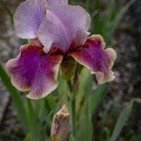 juin 08 : Pierre ESTEFFE