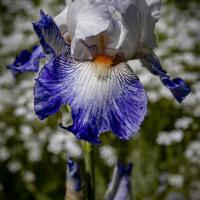 juin 11 : Pierre ESTEFFE