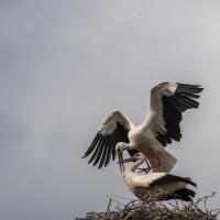 juin 19 : Jean ALLIOT