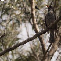 juin 23 : Emmanuel ALANVERT