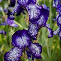 juin 30 : Pierre ESTEFFE