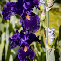 juin 32 : Pierre ESTEFFE